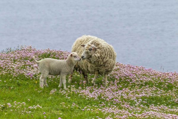 Scotland, Shetland Islands Ewe mother and lamb